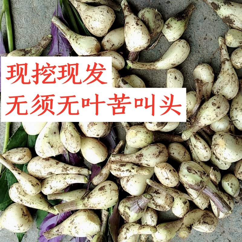 新鲜时令蔬菜叫头四川重庆农家现挖先发无须叶茭藠头泡菜5斤包邮在类目 水产肉类/新鲜蔬果/熟食, 新鲜蔬菜/蔬菜制品, 新鲜蔬菜, 其它中 - 来自Buy2taobao.com提供专业的淘宝代购服务