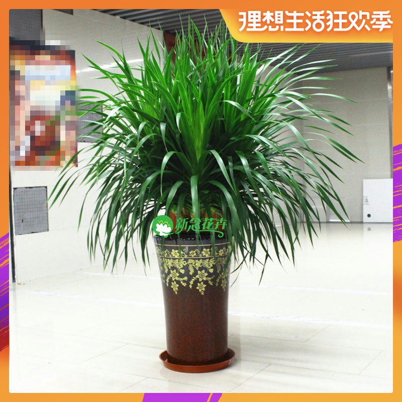 新念 龙须树室内客厅盆栽花卉 龙血树绿植盆景 净化空气上海绿植|msdalam kategori penghantaran bunga/bunga simulasi/tumbuhan berkebun, bunga/Tumbuh-tumbuhan tumbuh-tumbuhan pasu (baru), tumbuh-tumbuhan hijau - dari Buy2taobao.com untuk memberikan perkhidmatan ejen Taobao profesional membeli