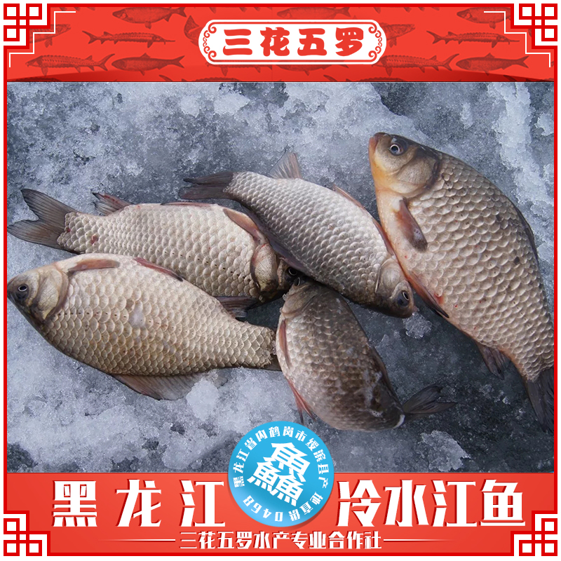 黑龙江正宗野生鲫鱼新鲜活鱼500g淡水大鲫瓜子鱼现杀孕妇月子炖汤|ruв категории водной мясо/свежие фрукты и овощи/еда, морепродукты/водные продукты/изделия, пресноводные рыбы - от Buy2taobao.com для оказания профессиональной услуги покупки агента Taobao