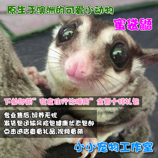 母小萌宠澳洲蜜袋鼯宝宝蜜袋鼯活体宠物飞鼠幼崽蜜袋鼬蜜袋鼠包邮|msdalam kategori haiwan peliharaan/makanan haiwan dan bekalan, hamsters kelas haiwan peliharaan dan lain-lain kecil, tupai terbang - dari Buy2taobao.com untuk memberikan perkhidmatan ejen Taobao profesional membeli
