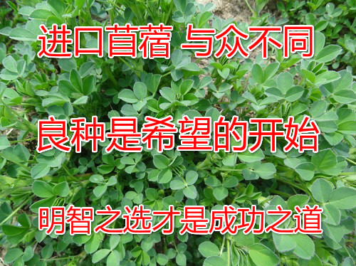 Imported Victoria Alfalfa seed pirate High yield Heat Perennial seed 98in the Flower delivery/Flowers simulation/Plants gardening , Gardening supplies , Other Garden Supplies category - from Buy2taobao.com to provide professional Taobao agent buy service