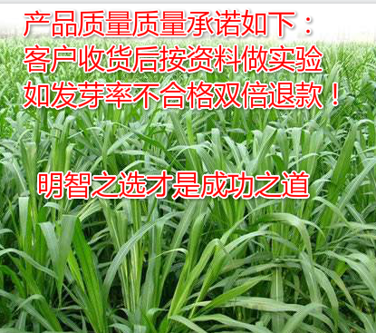 美国进口多年生黑麦草种子维多利亚四倍体宽叶特高黑麦草收割多次在类目 鲜花速递/花卉仿真/绿植园艺, 园艺用品, 其它园艺用品中 - 来自Buy2taobao.com提供专业的淘宝代购服务