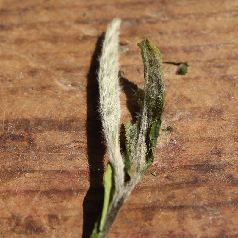 陈孝金 福鼎白茶磻溪高山2019年明前特级白牡丹散茶 半斤盒装在类目 茶, 白茶(新), 白牡丹中 - 来自Buy2taobao.com提供专业的淘宝代购服务