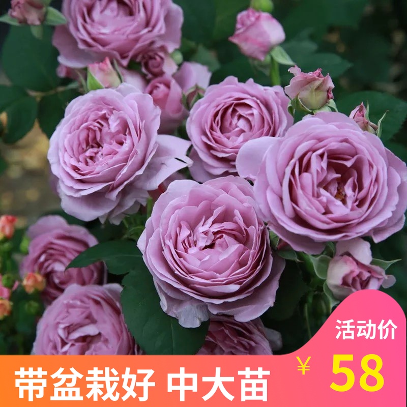 新品日月灌木蓝色风暴月季花苗 阳台玫瑰花 盆栽花卉大花 中大苗|ruв категории доставка цветов/цветок моделирования/растения садоводства, садовое растение/даосское дерево/фруктовых деревьев, видовой лист/цветочный куст - от Buy2taobao.com для оказания профессиональной услуги покупки агента Taobao