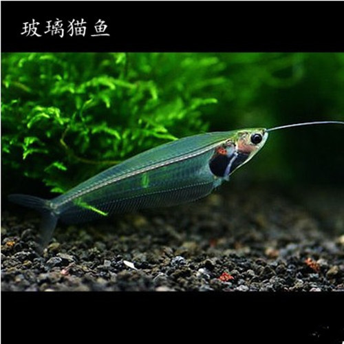 薰儿家精品玻璃猫 小型鱼 透明鱼 观赏鱼 热带鱼 包活免包装在类目 宠物/宠物食品及用品, 水族世界, 鱼中 - 来自Buy2taobao.com提供专业的淘宝代购服务