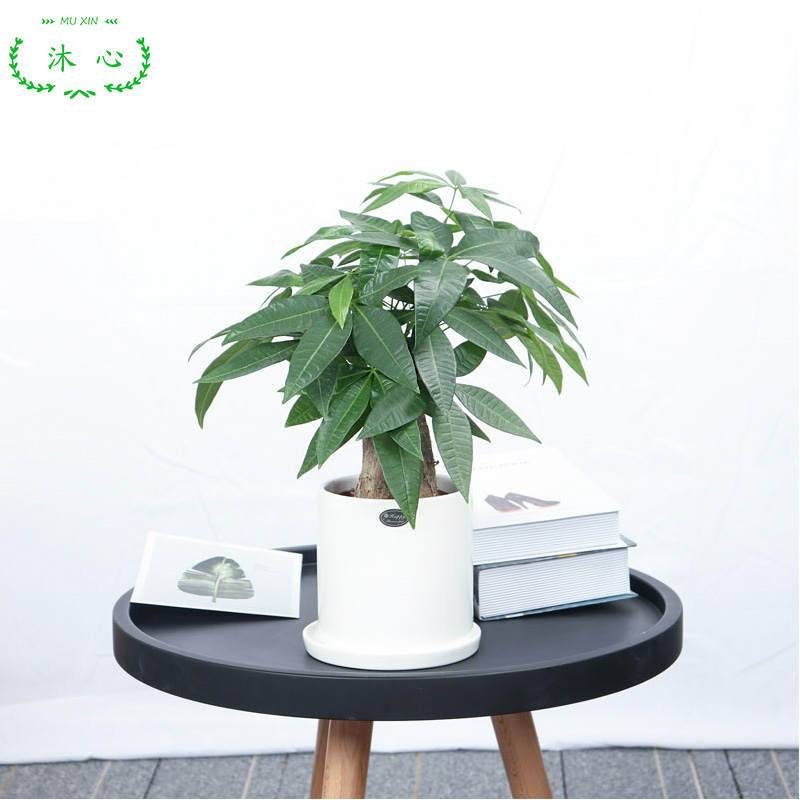 三杆发财树室内植物小盆栽办公桌 桌面小植物防辐射包邮花卉绿植在类目 鲜花速递/花卉仿真/绿植园艺, 花卉/绿植盆栽(新), 绿植中 - 来自Buy2taobao.com提供专业的淘宝代购服务