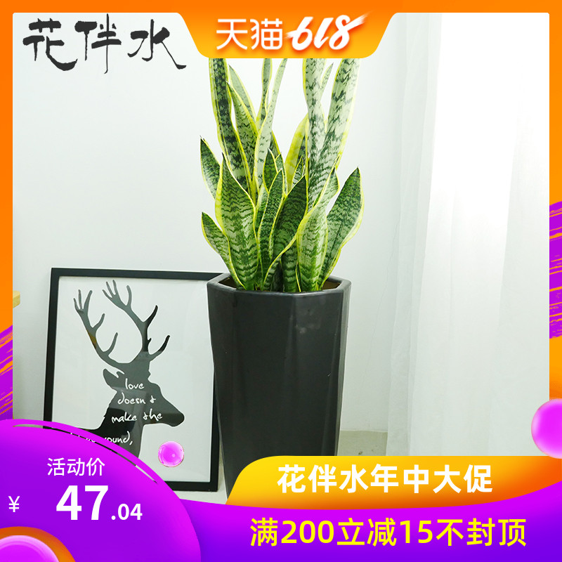 花伴水深圳虎尾兰金边虎皮兰室内绿植吸收甲醛强绿植送货上门在类目 鲜花速递/花卉仿真/绿植园艺, 花卉/绿植盆栽(新), 绿植中 - 来自Buy2taobao.com提供专业的淘宝代购服务
