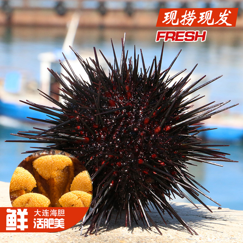 大连小平岛紫海胆 野生即食新鲜海胆刺身鲜活4只500g新鲜海鲜水产在类目 水产肉类/新鲜蔬果/熟食, 海鲜/水产品/制品, 其它中 - 来自Buy2taobao.com提供专业的淘宝代购服务