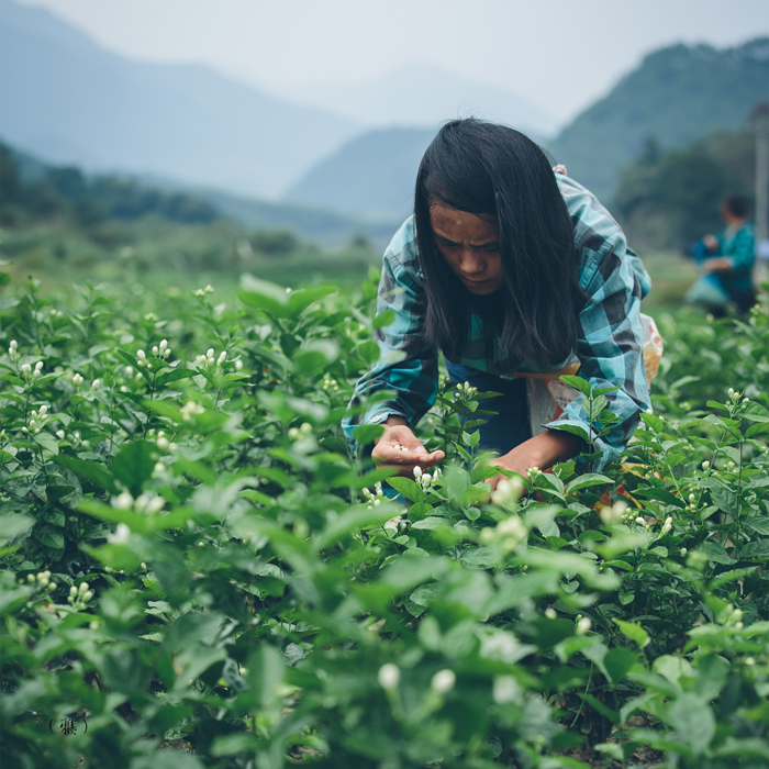 雅债甄选 18号茶叶 2018香片 隆合茶业传统工艺七窨福建茉莉花茶在类目 茶, 代用/花草/水果/再加工茶, 代用/花草茶中 - 来自Buy2taobao.com提供专业的淘宝代购服务