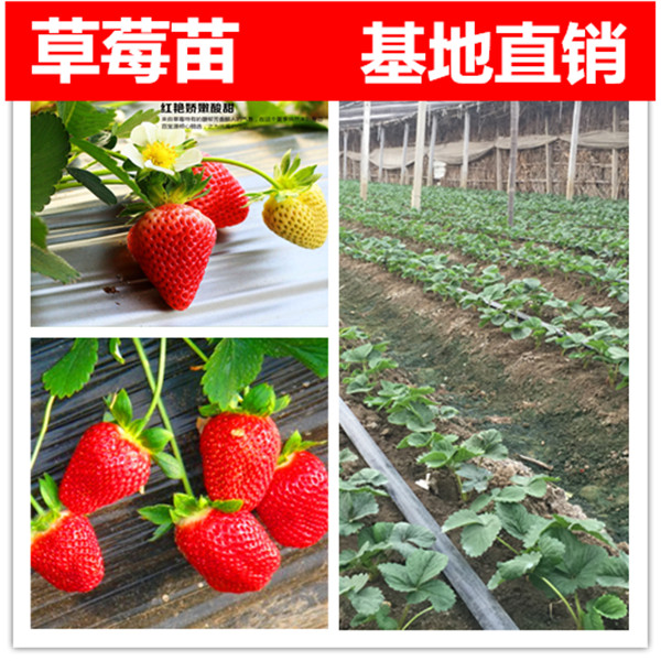 果树苗四季结果草莓苗攀援草莓苗盆地栽草莓苗奶油草莓树苗|ruв категории доставка цветов/цветок моделирования/растения садоводства, двор растений/тротуар деревья/фруктовых деревьев - от Buy2taobao.com для оказания профессиональной услуги покупки агента Taobao