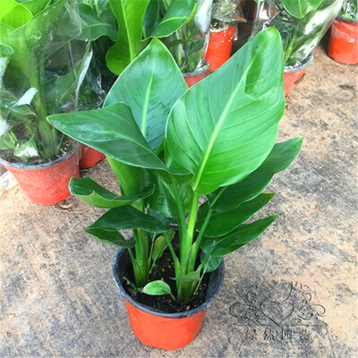 天堂鸟苗盆栽植物清仓包邮鹤望兰大型绿植客厅室内四季花卉吸甲醛