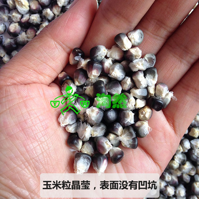 老品种小紫黑粘糯玉米粒苞米传统农家可自留种古老原生种散装