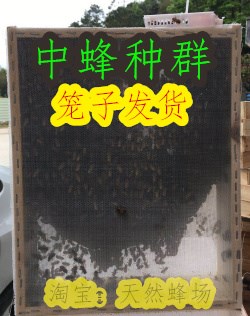 中蜂蜂群土蜂蜂群双色产卵带王蜜蜂群中蜂种群活体野生阿坝笼蜂群在类目 3C数码配件, 手机配件, 手机防尘塞中 - 来自Buy2taobao.com提供专业的淘宝代购服务