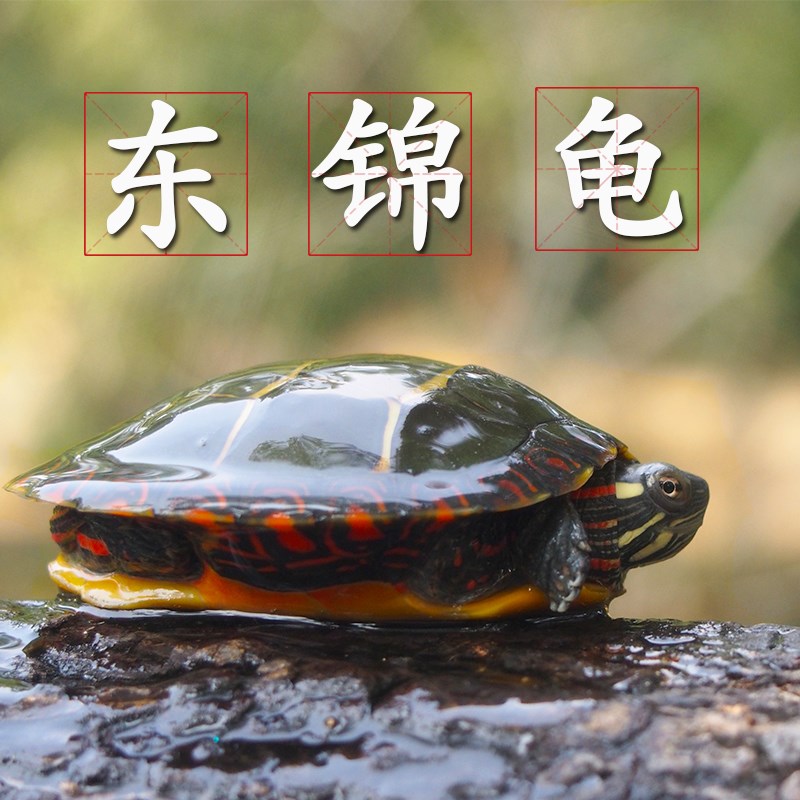 东锦龟活体美国东部锦龟苗深水龟小乌龟活物宠物龟观赏龟外塘锦龟|msdalam kategori haiwan peliharaan/makanan haiwan dan bekalan, Aquarium World, penyu/penyu - dari Buy2taobao.com untuk memberikan perkhidmatan ejen Taobao profesional membeli