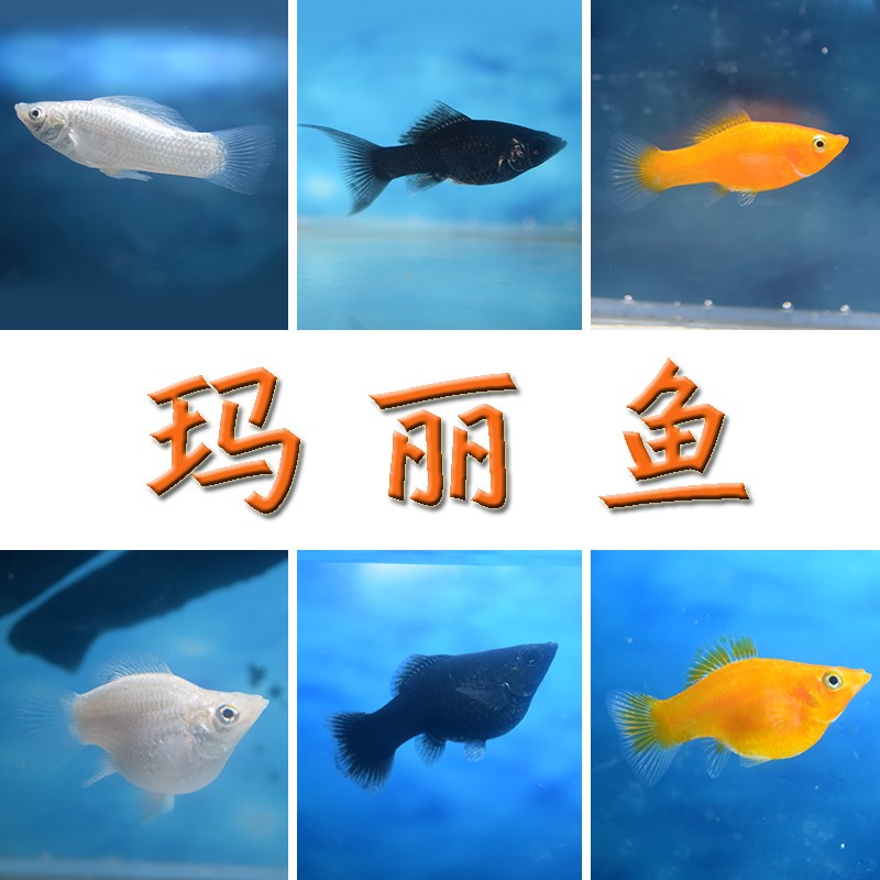 皮球玛丽鱼活体怀孕小型热带鱼下崽狂魔鱼银玛丽鱼黑玛丽鱼胎生鱼在类目 宠物/宠物食品及用品, 水族世界, 鱼中 - 来自Buy2taobao.com提供专业的淘宝代购服务