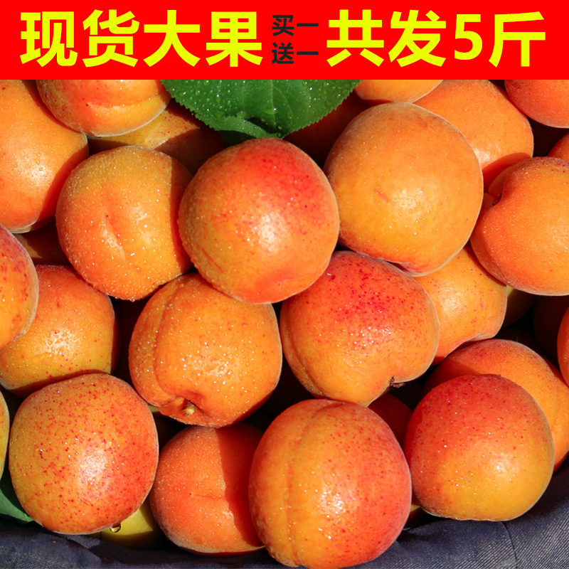 大黄杏子新鲜水果现货非新疆小白杏10麦直批现季当季整箱5斤甜杏|ruв категории водной мясо/свежие фрукты и овощи/еда, свежие фрукты, другие - от Buy2taobao.com для оказания профессиональной услуги покупки агента Taobao