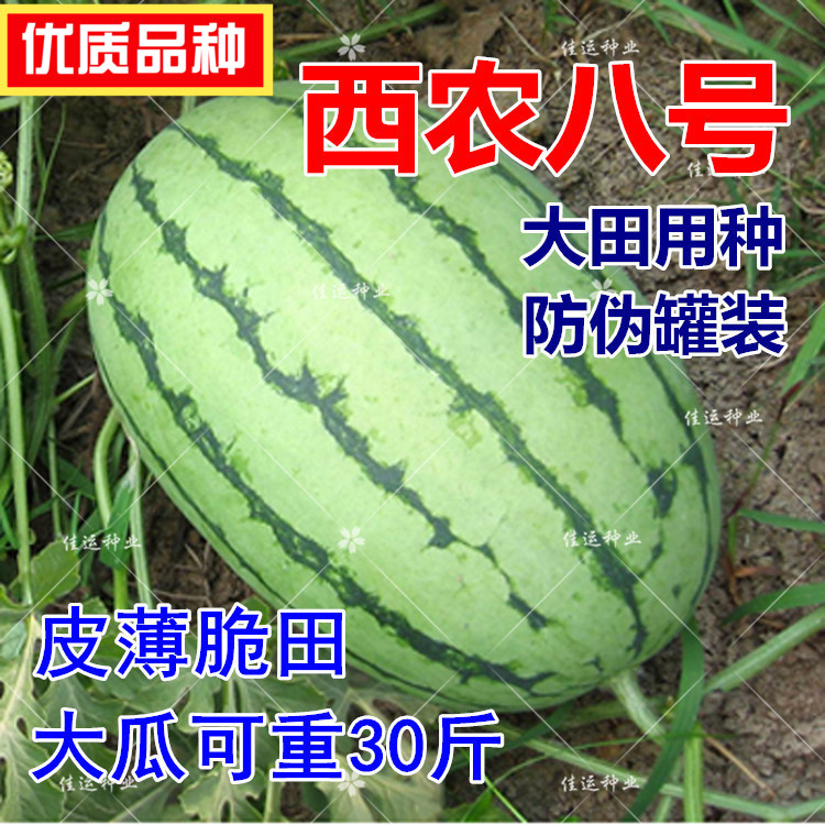 正宗大田西农八号西瓜种子 丰乐种业西瓜籽 80克 罐装带防伪包邮|ruв категории доставка цветов/цветок моделирования/растения садоводства, цветок/овощи и фрукты/газон семян (новая), домашнее садоводство семян - от Buy2taobao.com для оказания профессиональной услуги покупки агента Taobao