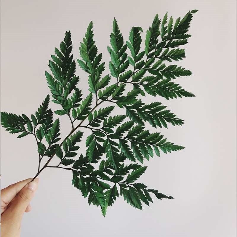 高山羊齿昆明斗南花花熊鲜花配花配叶真花婚车开业花篮艺术插花|ruв категории доставка цветов/цветок моделирования/растения садоводства, доставка цветов (город) - от Buy2taobao.com для оказания профессиональной услуги покупки агента Taobao