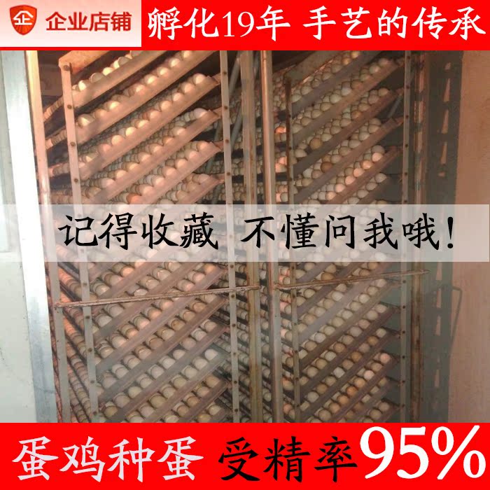 Seed egg Fertilized eggs Hatch chick free range eggs Pheasant Pearl Aloe water bed Incubatorin the Aquatic meat/Fresh fruits and vegetables/Cooked , Egg/Egg Products , Fresh eggs , Eggs category - from Buy2taobao.com to provide professional Taobao agent buy service