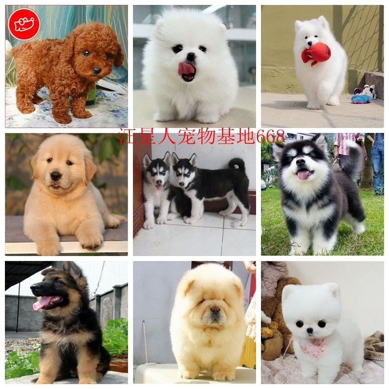 出售純種泰迪犬博美薩摩耶金毛阿拉斯加羅威納德國牧羊幼犬寵物狗在類目 電子詞典/電紙書/文化用品, 印刷製品, 快遞專用包裝袋中 - 來自Buy2taobao.com提供專業的淘寶代購服務
