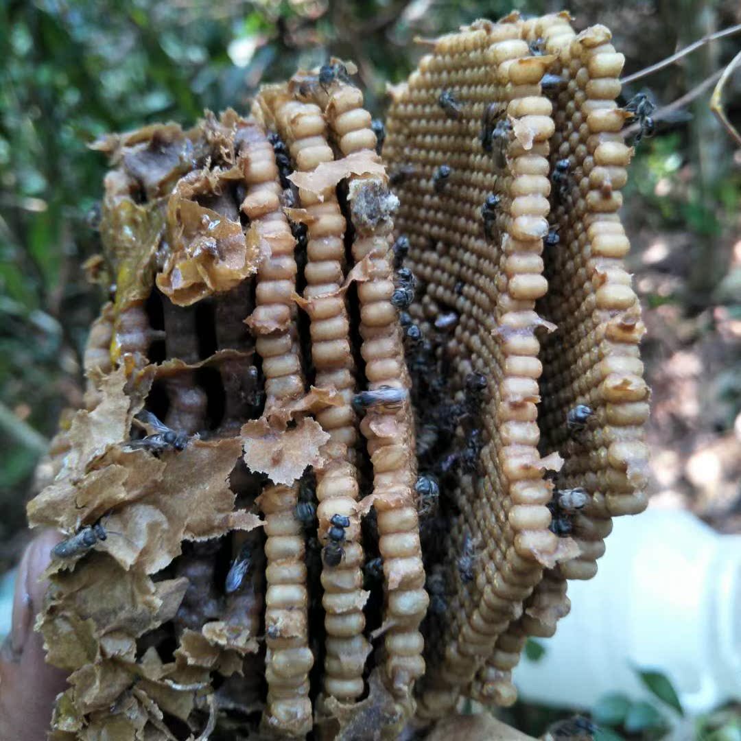 云南野生蜂蜜树酸蜂蜂蜜 蚊子蜂蜜无刺蜂蜜500g药蜜树酸洞蜜老巢|msdalam kategori makanan berkhasiat tradisional, madu - dari Buy2taobao.com untuk memberikan perkhidmatan ejen Taobao profesional membeli