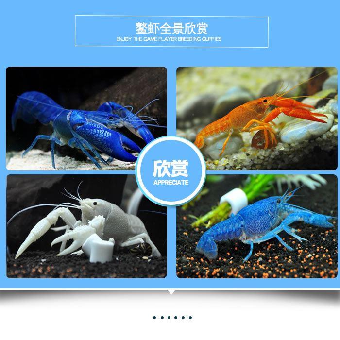 家养宠物虾观赏虾鱼缸清垃圾鳌虾宠物侏儒白淡水小龙虾苗人工天空在类目 宠物/宠物食品及用品, 水族世界, 虾中 - 来自Buy2taobao.com提供专业的淘宝代购服务