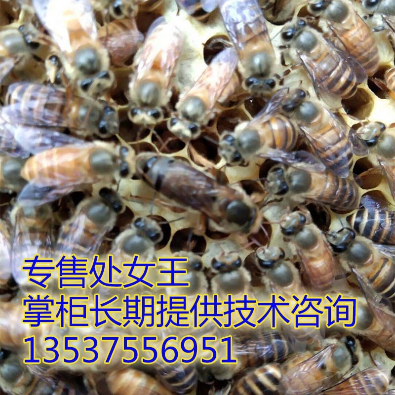 Bee queen bee Bee living thing Spawning New Queen bee living Bee Swarm The Virgin Queen and the New Kingin the Pet/Pet food and supplies , Other pets , Other pets category - from Buy2taobao.com to provide professional Taobao agent buy service