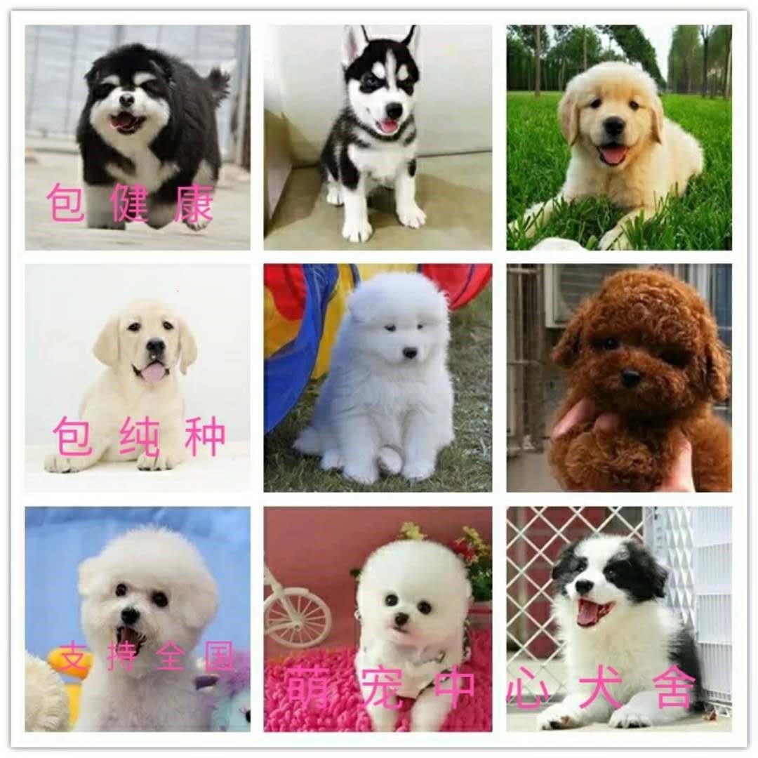 纯种金毛幼犬活体拉布拉多泰迪比熊博美哈士奇萨摩耶巴哥宠物狗狗在类目 电子词典/电纸书/文化用品, 印刷制品, 快递专用包装袋中 - 来自Buy2taobao.com提供专业的淘宝代购服务