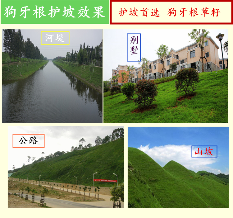 草坪种子 草籽庭院别墅耐践踏护坡 百慕大狗牙根种子白三叶草种子|ruв категории электронный словарь/электрический бумажных книг/канцелярские принадлежности, полиграфической продукции, Другие упаковка мешок - от Buy2taobao.com для оказания профессиональной услуги покупки агента Taobao