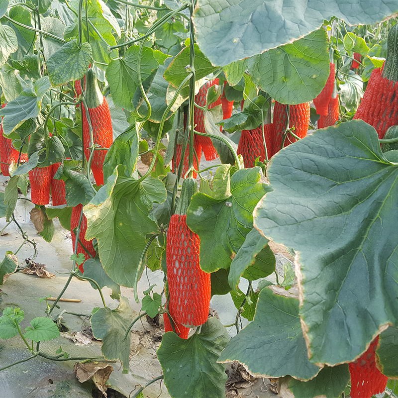 Claw honey muskmelon fresh pregnant woman Season Season fruit wholesale Sheep horn Sheep hornin the Aquatic meat/Fresh fruits and vegetables/Cooked , Fresh fruit , Other category - from Buy2taobao.com to provide professional Taobao agent buy service