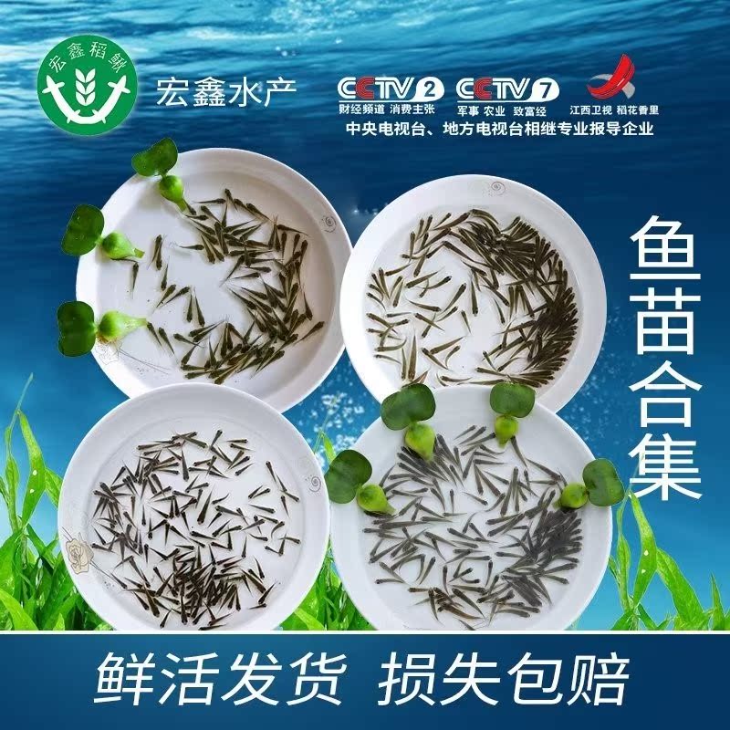 草鱼苗小型规格白色龙鱼大型乌龟食用鱼苗淡水土塘家养活鱼鱼种|msdalam kategori haiwan peliharaan/makanan haiwan dan bekalan, Aquarium World, ikan - dari Buy2taobao.com untuk memberikan perkhidmatan ejen Taobao profesional membeli