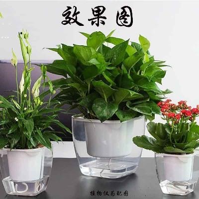 绿萝花盆塑料室内大口径特大加厚种绿箩客厅带储水接水盆大号家用|ruв категории Домашний быт, ваза/цветок/искусственные цветы/моделирование украшения, цветок/ваза, горшок - от Buy2taobao.com для оказания профессиональной услуги покупки агента Taobao