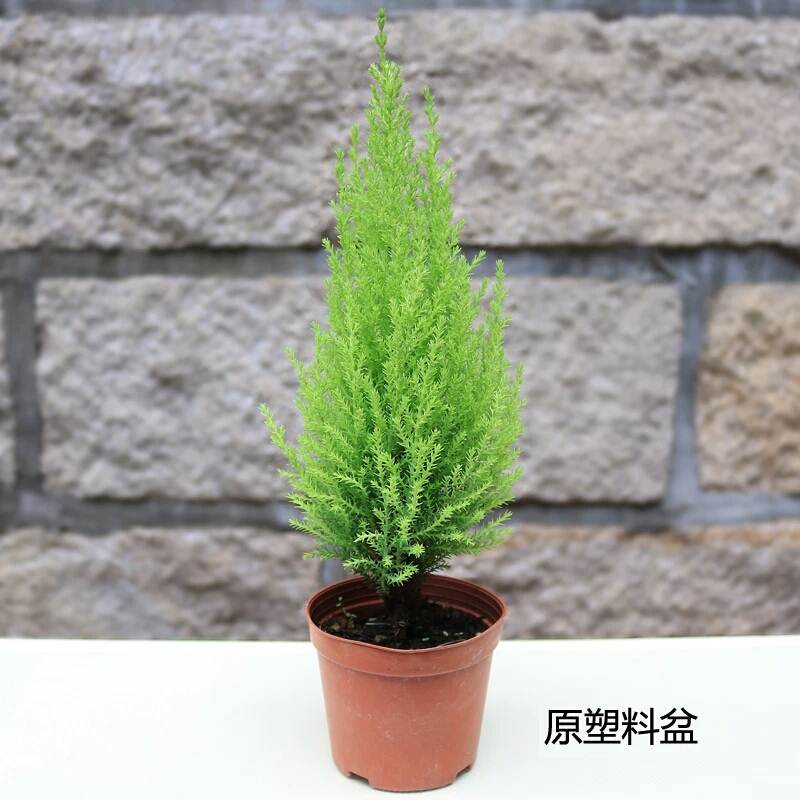 香冠柏盆栽香松圣诞小松树皮球松室内阳台净化空气四季常绿植物在类目 鲜花速递/花卉仿真/绿植园艺, 花卉/绿植盆栽(新), 绿植中 - 来自Buy2taobao.com提供专业的淘宝代购服务