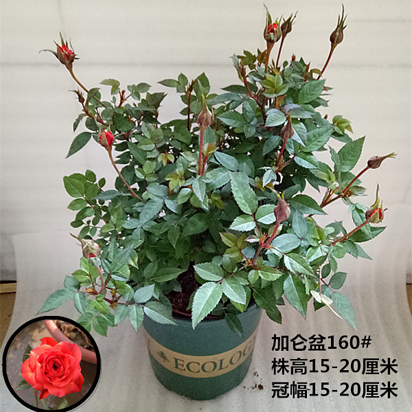 玫瑰花盆栽四季花卉鲜花阳台庭院窗台开花绿植喜阳带花苞月季包邮在类目 鲜花速递/花卉仿真/绿植园艺, 花卉/绿植盆栽(新), 花卉中 - 来自Buy2taobao.com提供专业的淘宝代购服务
