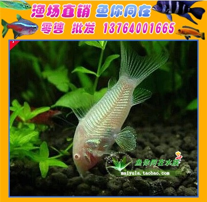 White mice fish Ornamental fish Mouse Fish Mouse garbage tool Tropical Ornamental fish living thingin the Pet/Pet food and supplies , Aqua World , Fish category - from Buy2taobao.com to provide professional Taobao agent buy service