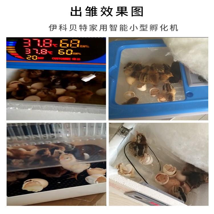 水床孵化机全自动家用型20枚48枚鸡鸭鹅蛋孵化器孵蛋器在类目 五金/工具, 仪器仪表, 电热工具中 - 来自Buy2taobao.com提供专业的淘宝代购服务