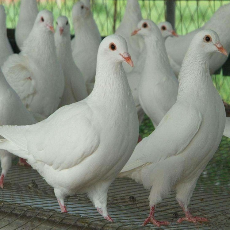 Pigeon living thing Breeding pigeon bob achievement Huang Pigeon Drapa bobin the Pet/Pet food and supplies , Birds and supplies , Bird category - from Buy2taobao.com to provide professional Taobao agent buy service