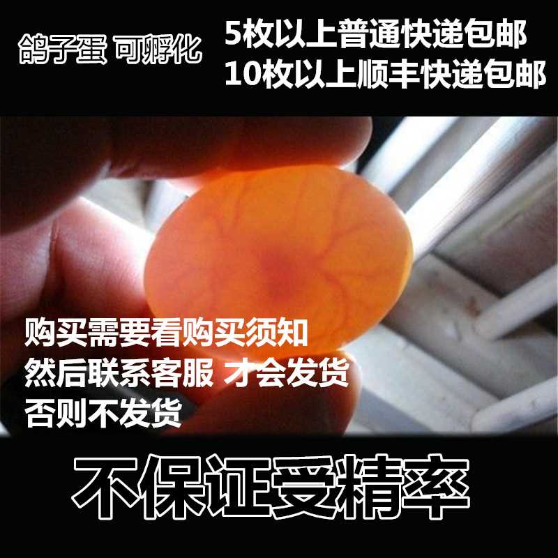 Pigeon eggs ensure Fertilization rate Pigeon Hatch White King Decor Pigeon eggs 5 Abovein the Pet/Pet food and supplies , Birds and supplies , Bird category - from Buy2taobao.com to provide professional Taobao agent buy service