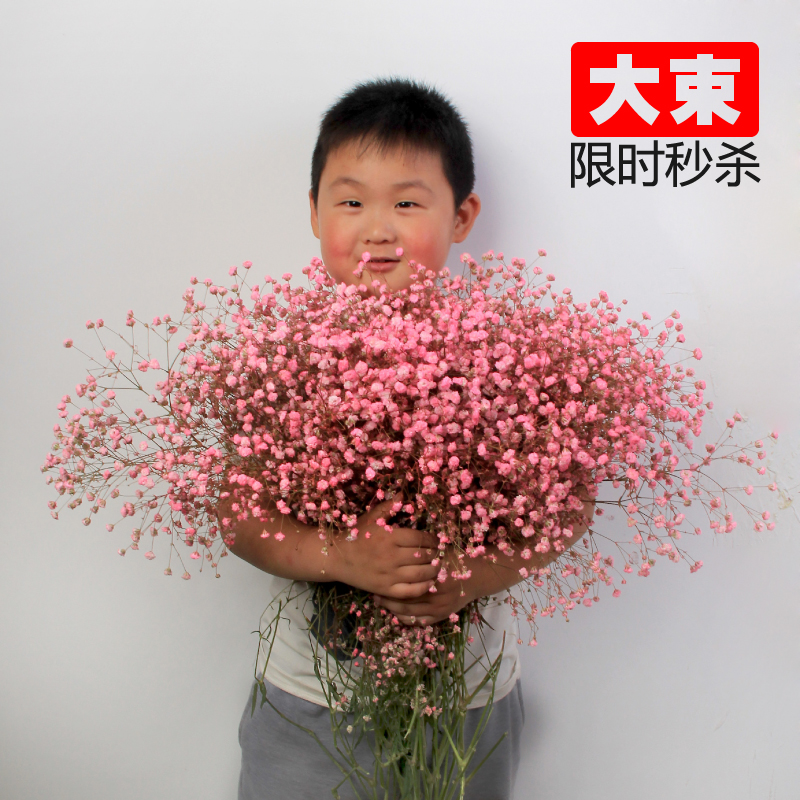 2斤装满天星超大束满天星 花束在类目 家居饰品, 花瓶/花器/仿真花/仿真饰品, 干花/花瓣/干花包/干树枝中 - 来自Buy2taobao.com提供专业的淘宝代购服务