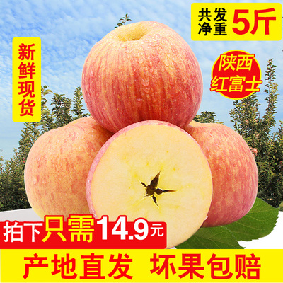 新鲜陕西正宗富士苹果新鲜水果苹果水果新鲜红富士苹果净重5斤果