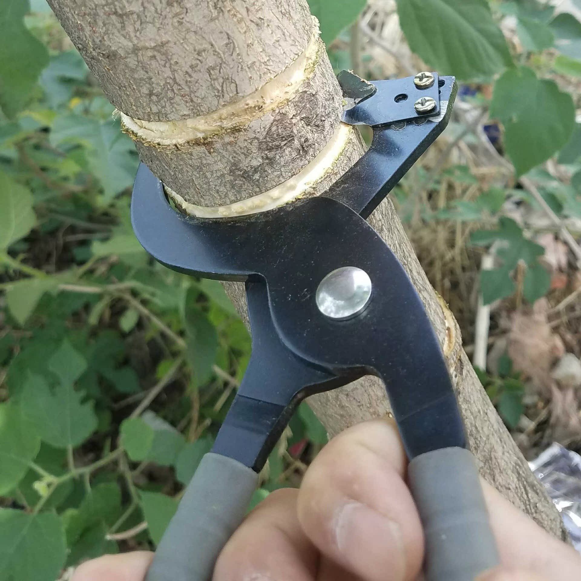 新型环剥钳枣树环剥工具 剥皮刀 开甲器割树皮果树 环割剪|msdalam kategori penghantaran bunga/bunga simulasi/tumbuhan berkebun, Gardening Supplies, berkebun/pisau/Shears/Saw (baru), pisau tunas - dari Buy2taobao.com untuk memberikan perkhidmatan ejen Taobao profesional membeli