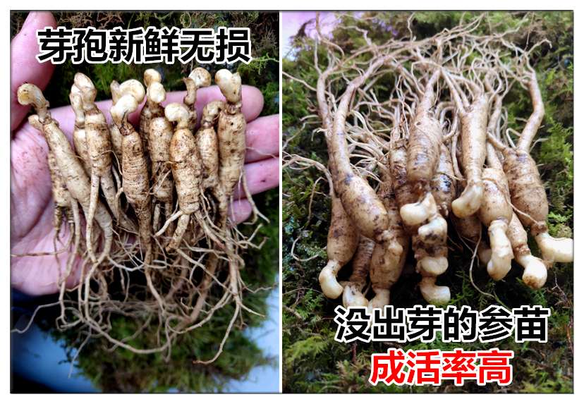 fresh Ginseng seedlings Wild ginseng Potted plant seed Wild ginseng ginseng Seeds 10 Branch to send twoin the Traditional nourishing food , Ginseng tonic , Ginseng/Garden ginseng category - from Buy2taobao.com to provide professional Taobao agent buy service