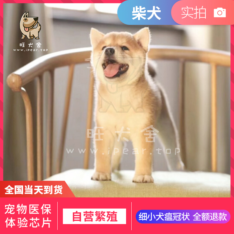 柴犬幼犬黑柴赤柴微笑纯种豆柴狗狗幼体活的宠物日本秋田犬幼崽在类目 宠物/宠物食品及用品, 宠物生活服务, 宠物训练中 - 来自Buy2taobao.com提供专业的淘宝代购服务