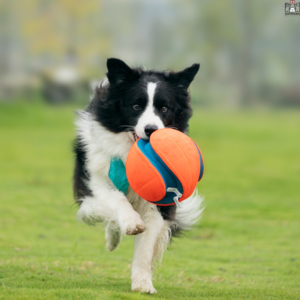 幼犬耐咬寻回运动玩具弹力足球 进口宠物狗狗互动户外防水|ruв категории животное/Животное питание и принадлежностей, кошка/собака игрушка, резиновый мяч/сферическая игрушки - от Buy2taobao.com для оказания профессиональной услуги покупки агента Taobao