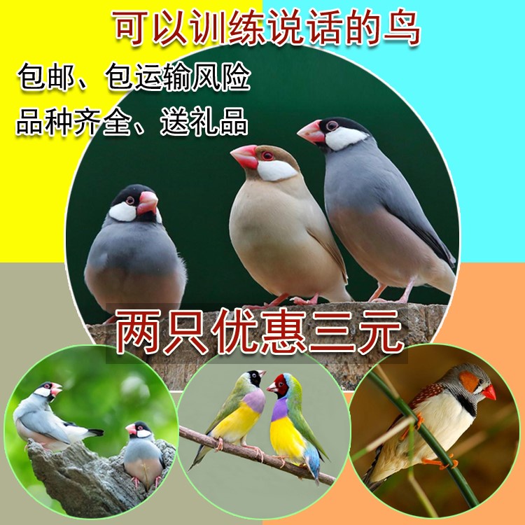 鸟活体珍珠鸟白珍珠灰珍珠驼珍珠文鸟十姐妹观赏鸟自养殖七彩在类目 宠物/宠物食品及用品, 鸟类及用品, 鸟中 - 来自Buy2taobao.com提供专业的淘宝代购服务