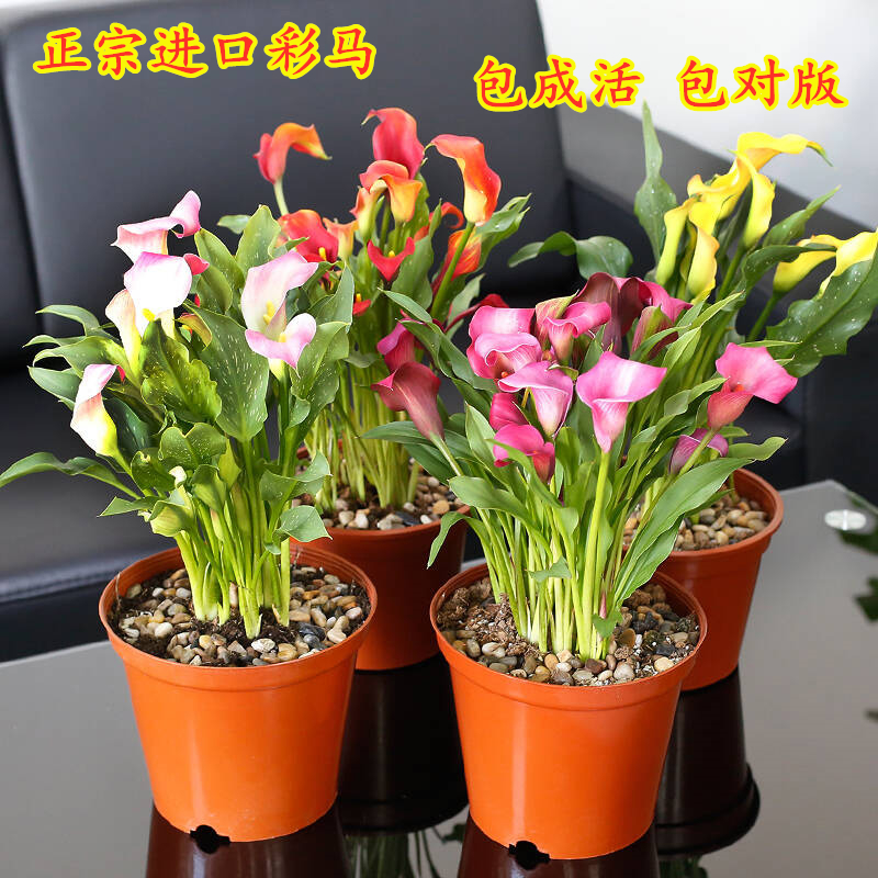 进口番红花种球药用藏红花球根花卉多年生室内阳台当年开花|ruв категории доставка цветов/цветок моделирования/растения садоводства, цветок/овощи и фрукты/газон семян (новая), мяч - от Buy2taobao.com для оказания профессиональной услуги покупки агента Taobao