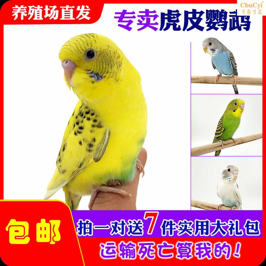 虎皮鹦鹉活鸟手养说话鸟手玩观赏宠物鸟幼鸟雏鸟可下蛋繁殖娇凤|ruв категории животное/Животное питание и принадлежностей, птиц и принадлежностей, птица - от Buy2taobao.com для оказания профессиональной услуги покупки агента Taobao