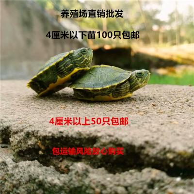 包邮巴西龟苗大巴西龟外塘巴西龟大小巴西龟特大巴西龟大小巴西苗|msdalam kategori haiwan peliharaan/makanan haiwan dan bekalan, Aquarium World, penyu/penyu - dari Buy2taobao.com untuk memberikan perkhidmatan ejen Taobao profesional membeli