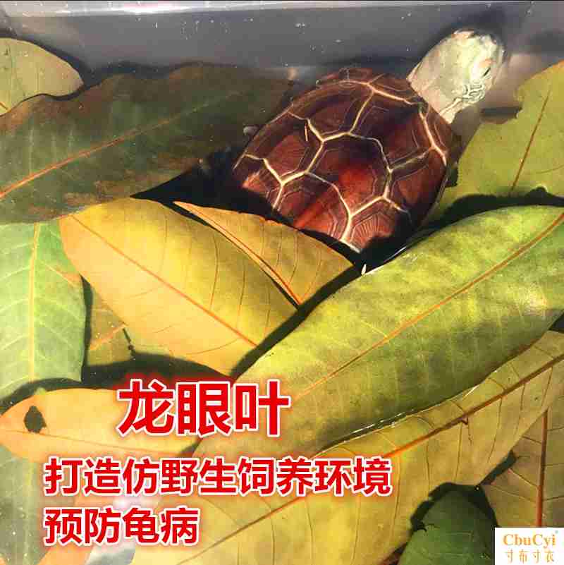 養龜龍眼葉龜缸魚缸造景水草缸龜苗養育烏龜躲藏調節酸堿仿野造景在類目 寵物/寵物食品及用品, 水族世界, 龜/鱉中 - 來自Buy2taobao.com提供專業的淘寶代購服務