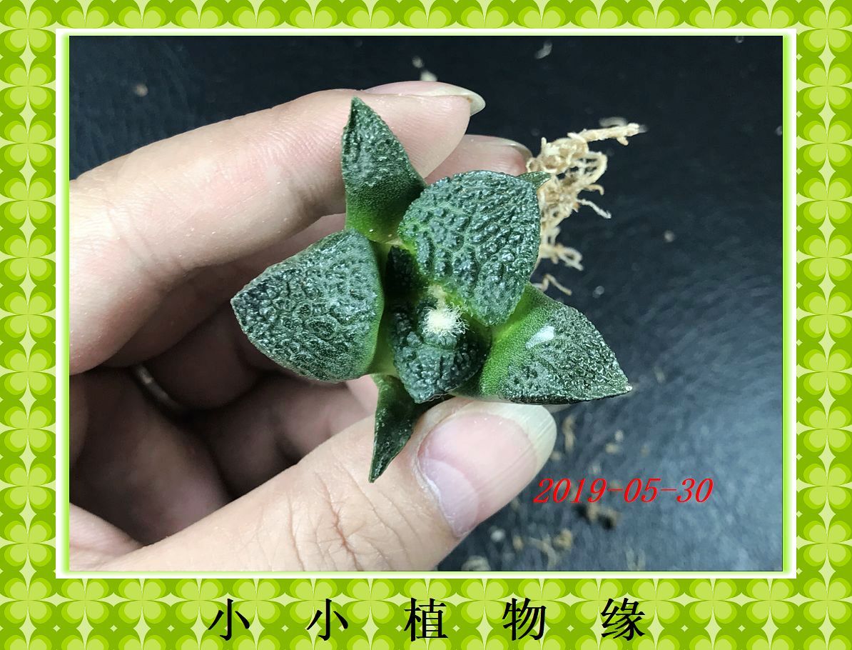 ㈠L3龟甲牡D 籽播实生仙人球 绿色花卉盆栽 稀有多肉植物 4.3CM|ruв категории доставка цветов/цветок моделирования/растения садоводства, цветок/растения в горшках (новый), Суккуленты - от Buy2taobao.com для оказания профессиональной услуги покупки агента Taobao